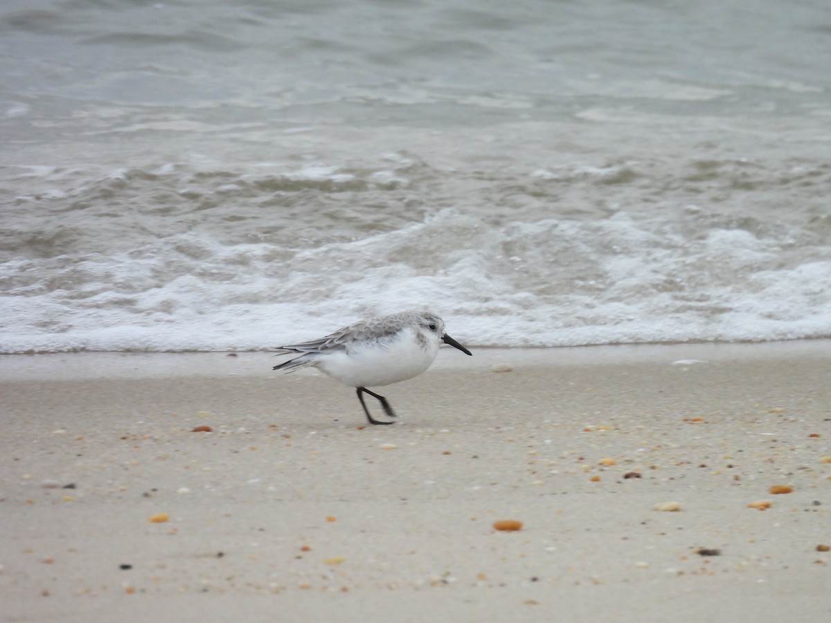 jespák písečný - ML646883090