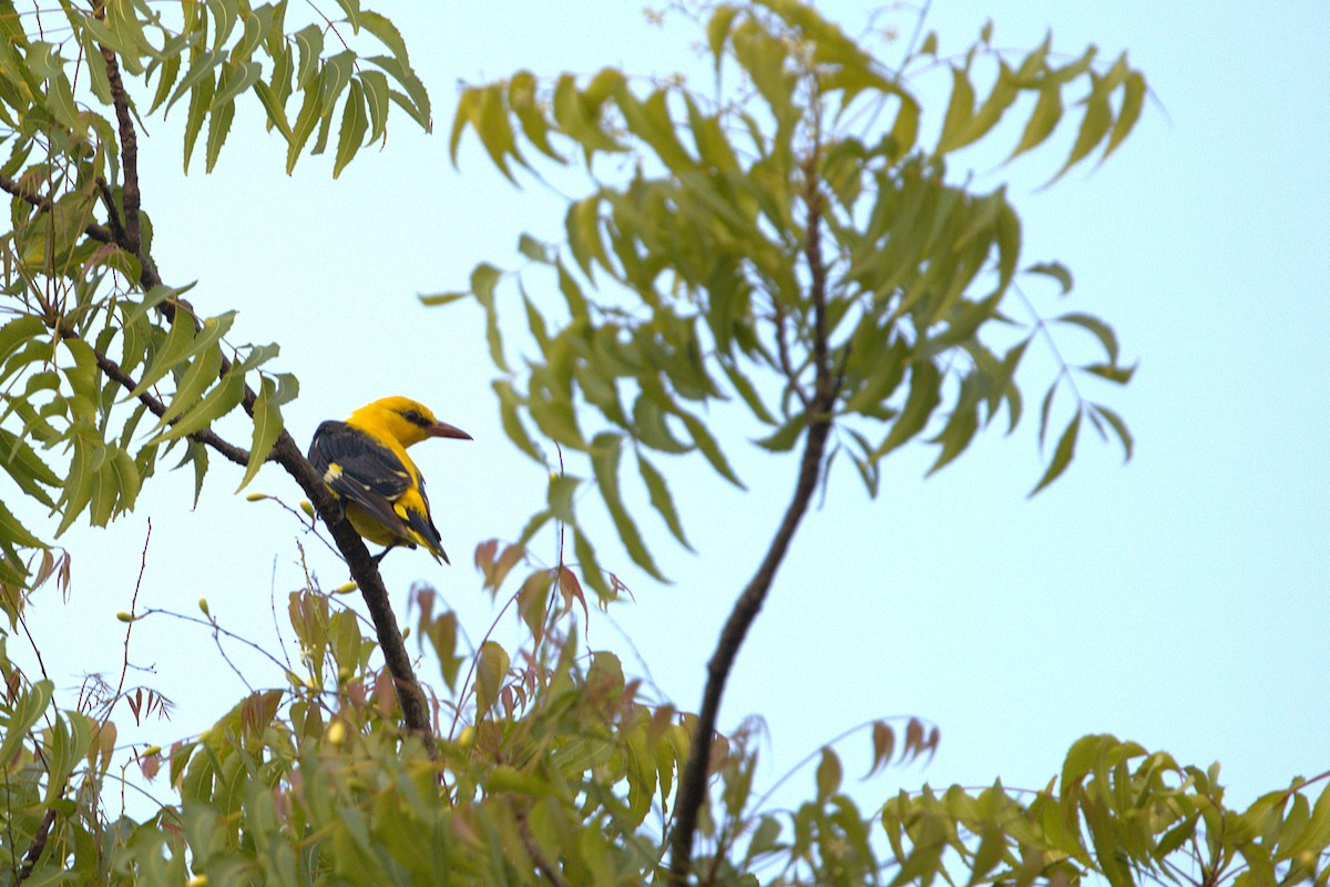 Eurasian Golden Oriole - ML646883096