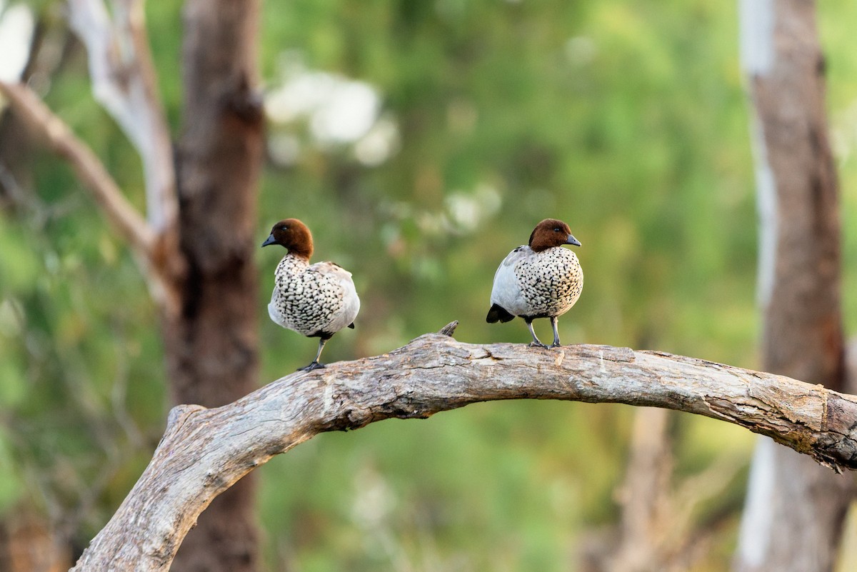 Mähnenente - ML646883097