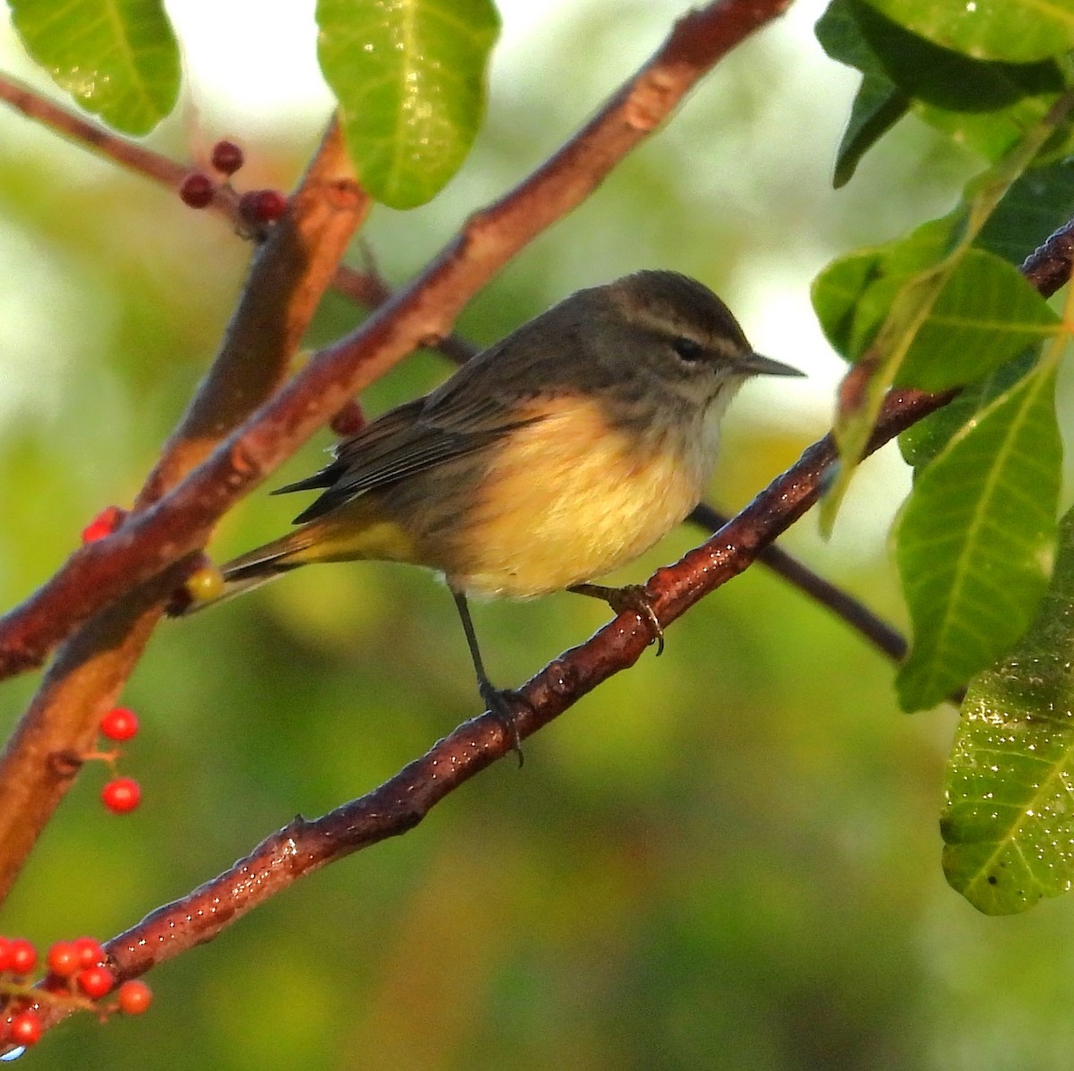 Palm Warbler - ML646883100