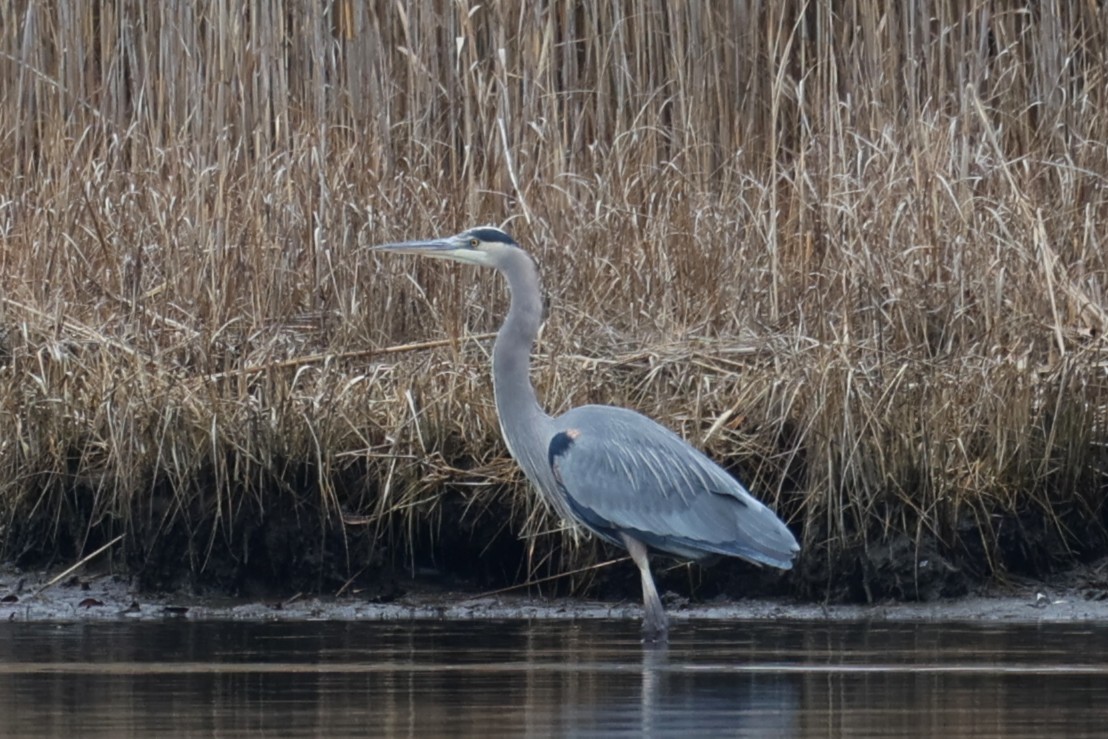 Great Blue Heron - ML646883101