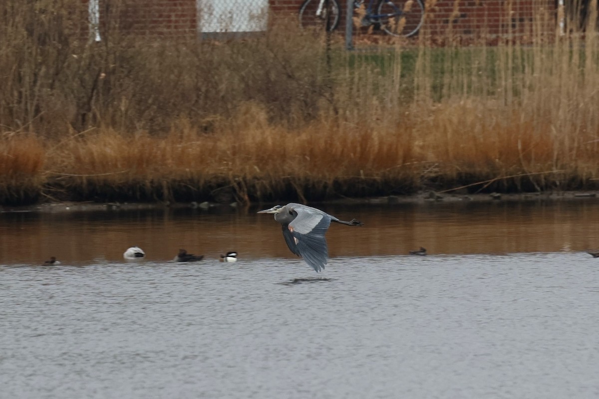 Great Blue Heron - ML646883102