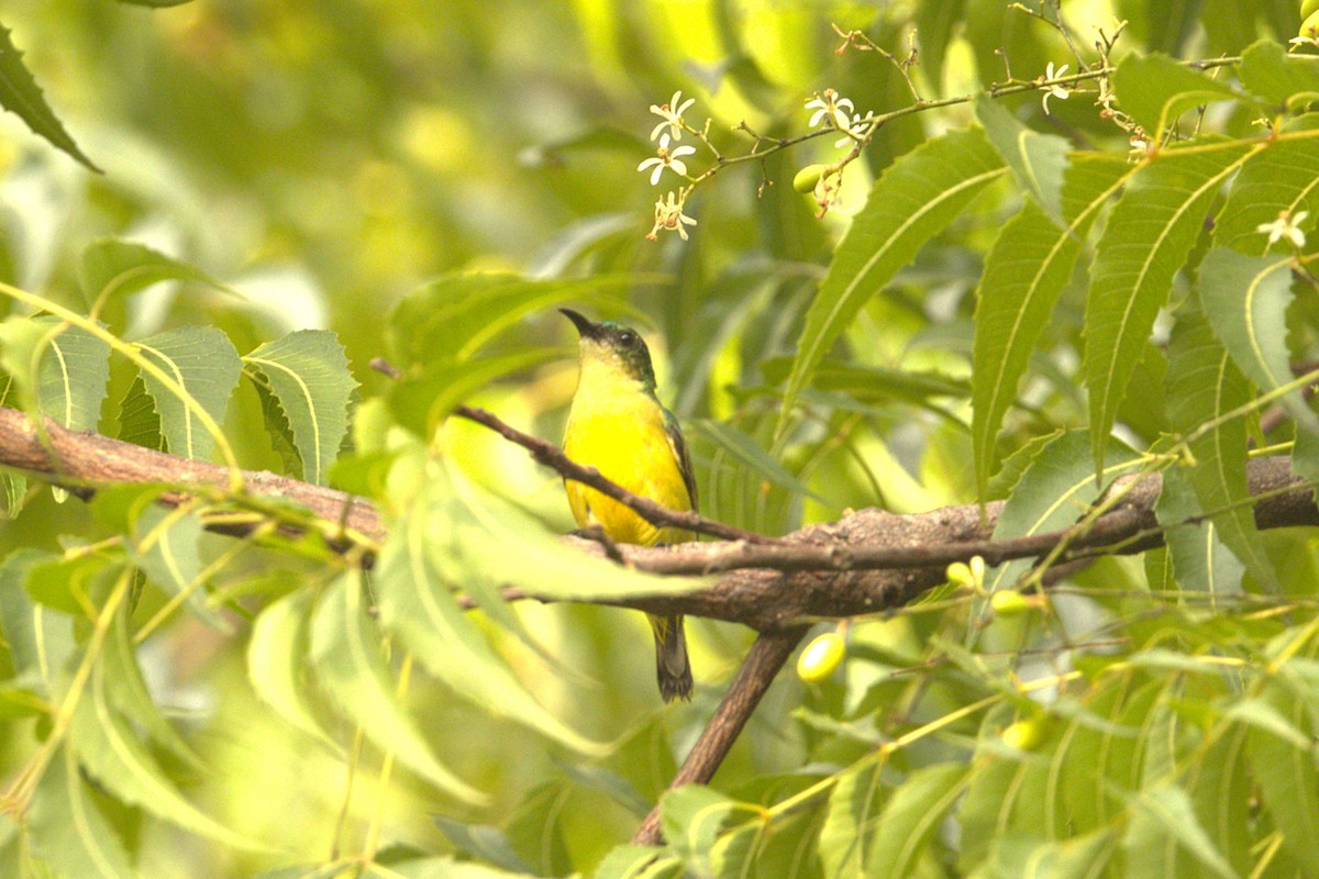 Collared Sunbird - ML646883104