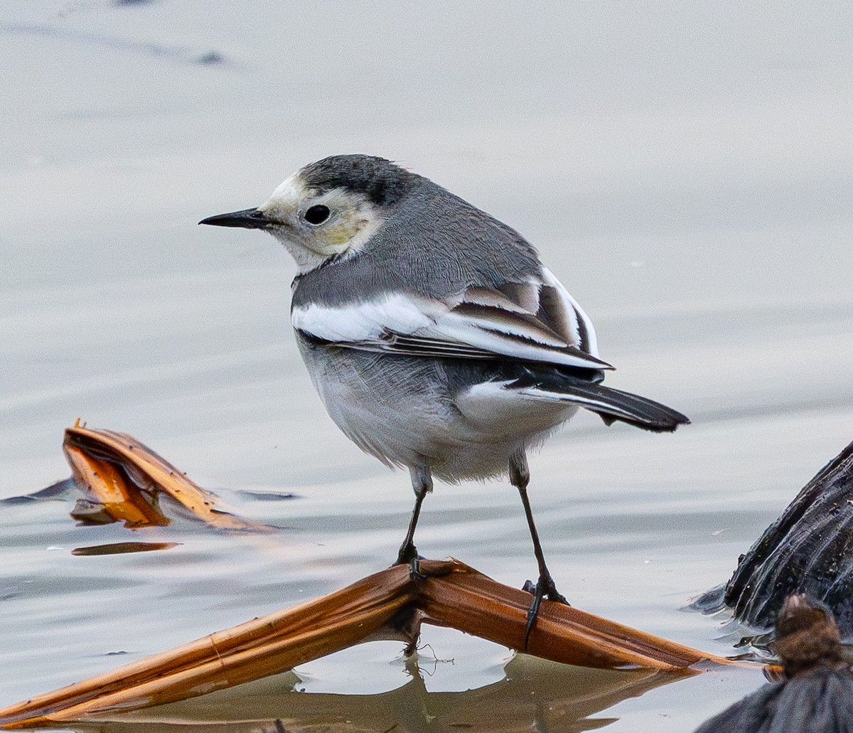 Bachstelze - ML646883105