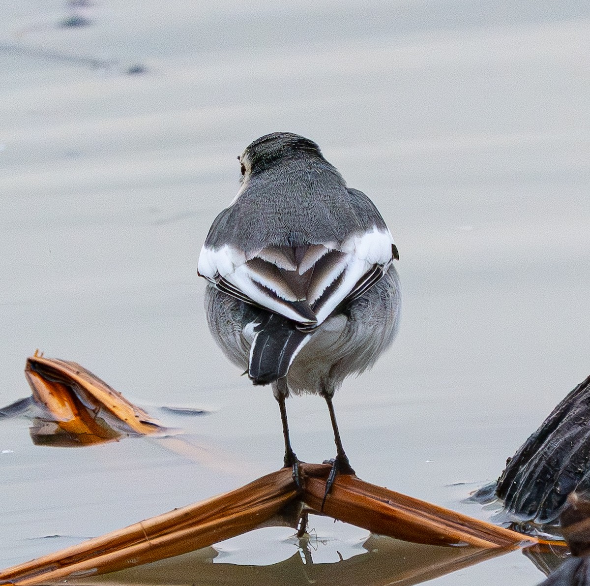 Bachstelze - ML646883106