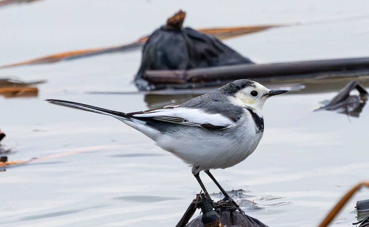 Bachstelze - ML646883107