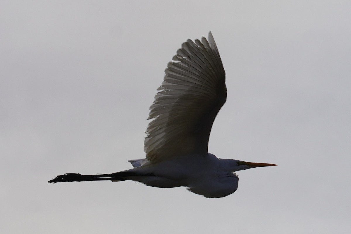 Great Egret - ML646883109