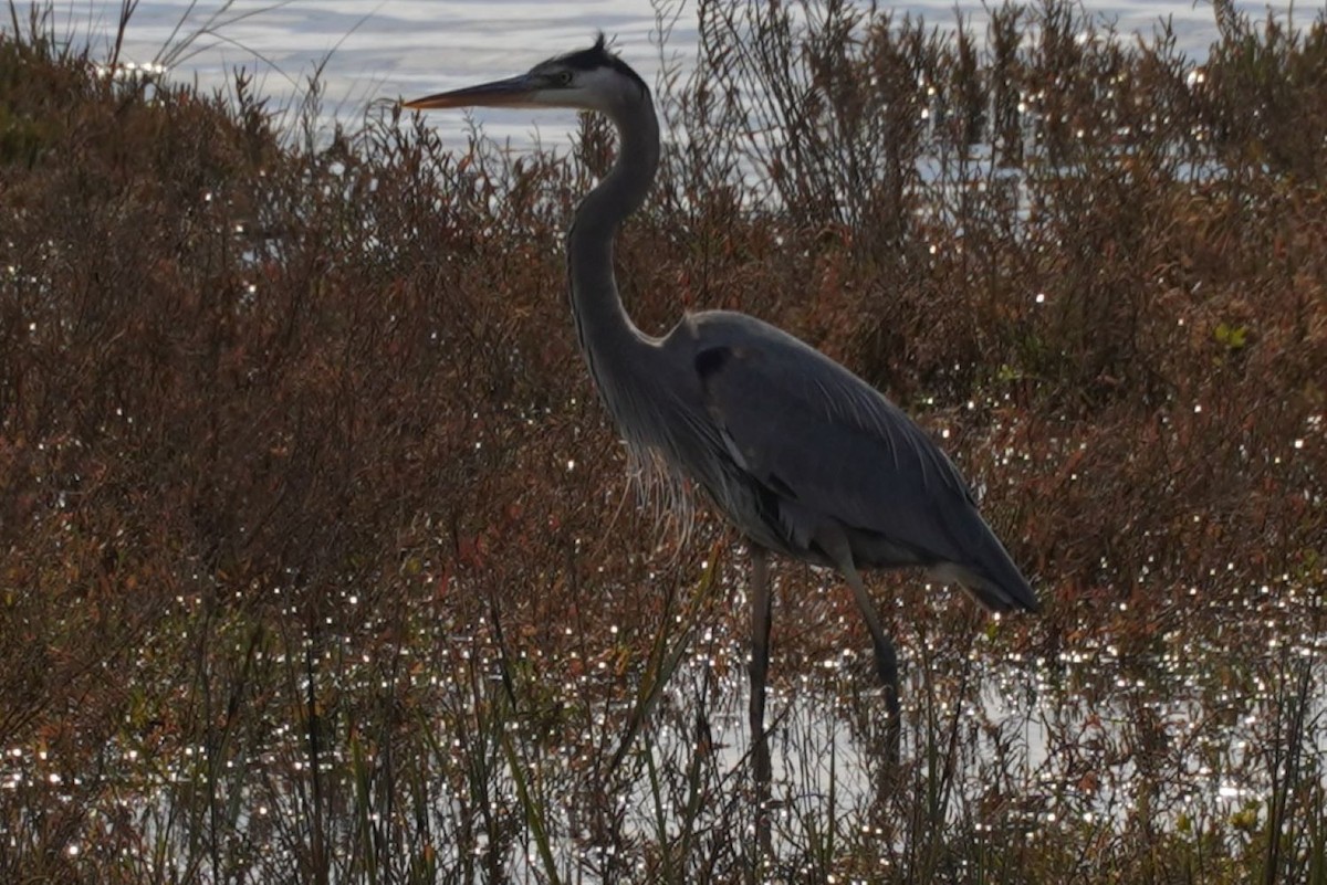 Great Blue Heron - ML646883111