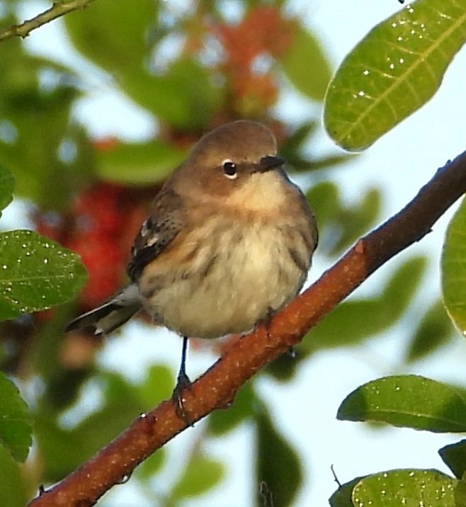 Yellow-rumped Warbler - ML646883114