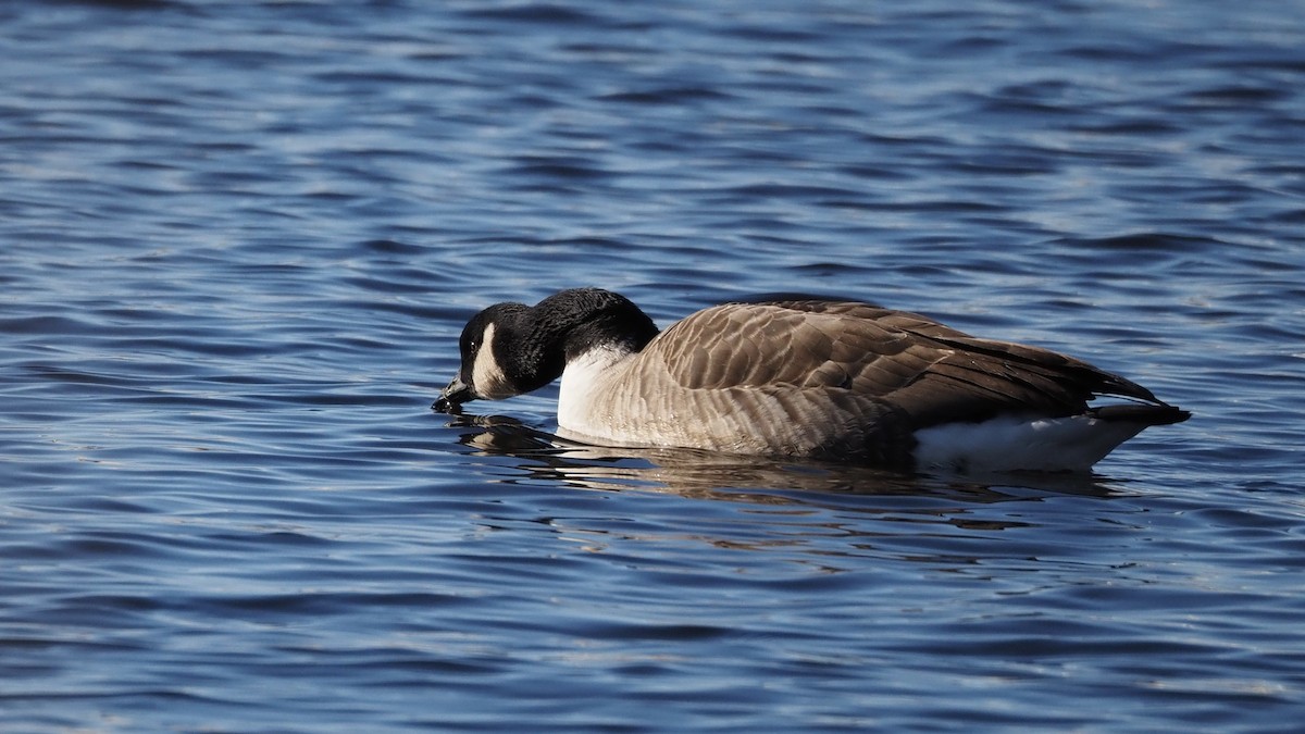 berneška velká - ML646883117