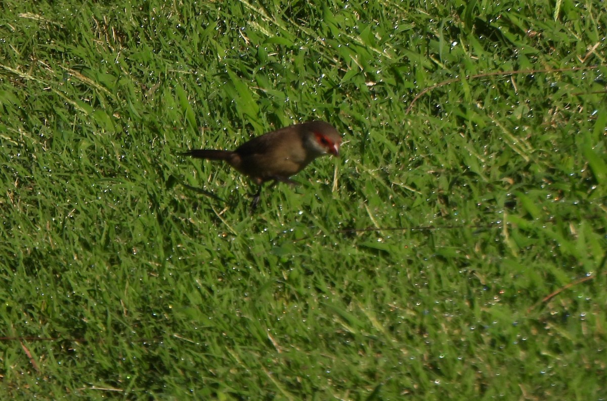 Common Waxbill - ML646883118