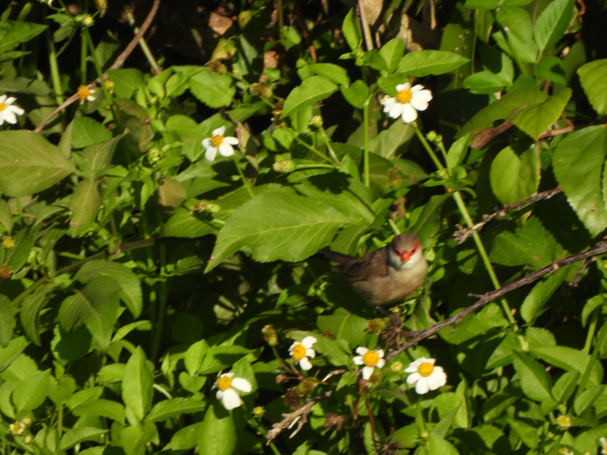 Common Waxbill - ML646883119