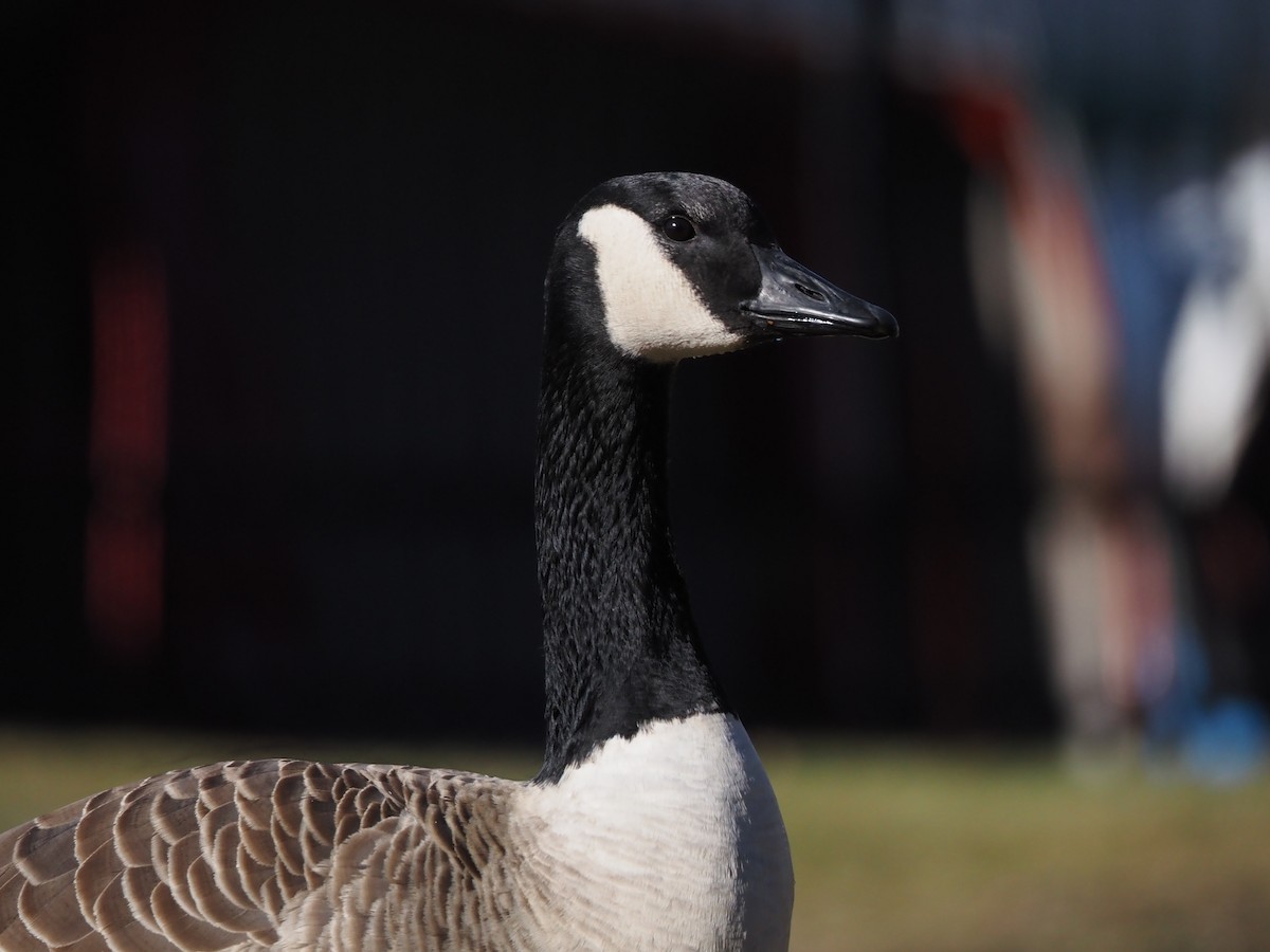 berneška velká - ML646883120