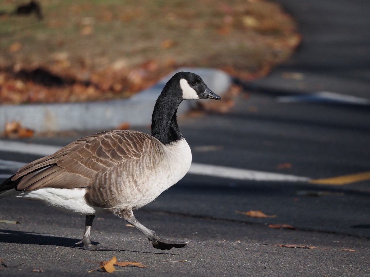 berneška velká - ML646883121