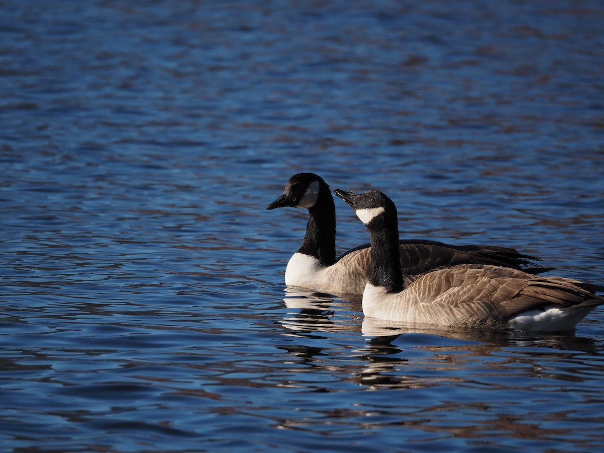 berneška velká - ML646883122