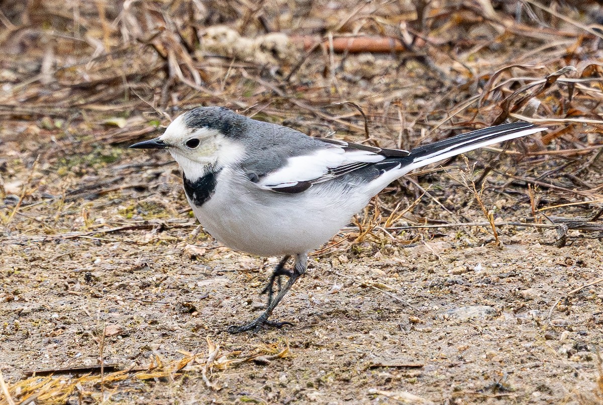 Bachstelze - ML646883124