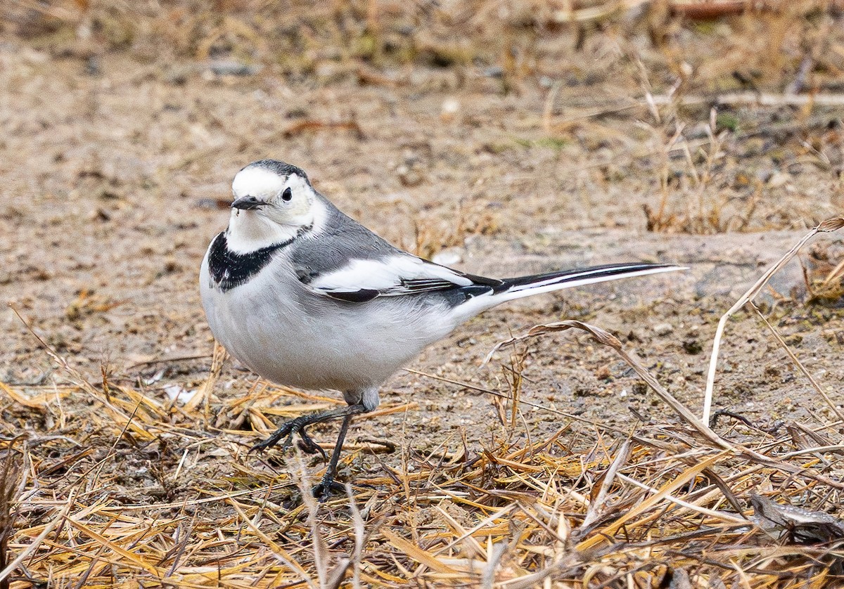 Bachstelze - ML646883125