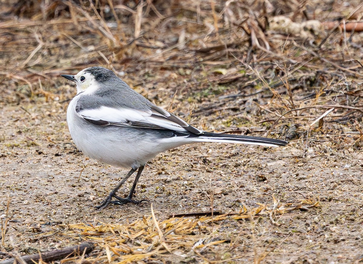 Bachstelze - ML646883126