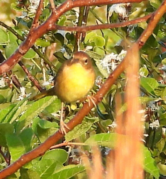Orange-crowned Warbler - ML646883128