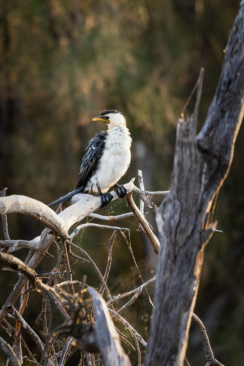 Kräuselscharbe - ML646883131