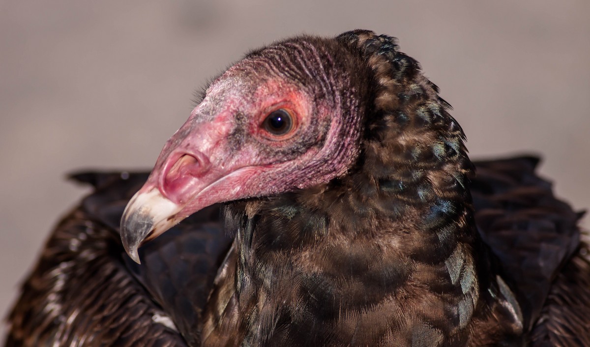 Turkey Vulture - ML646883133