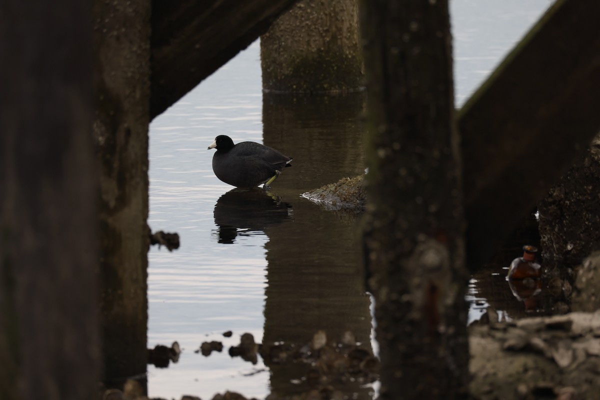 Лиска американська - ML646883134