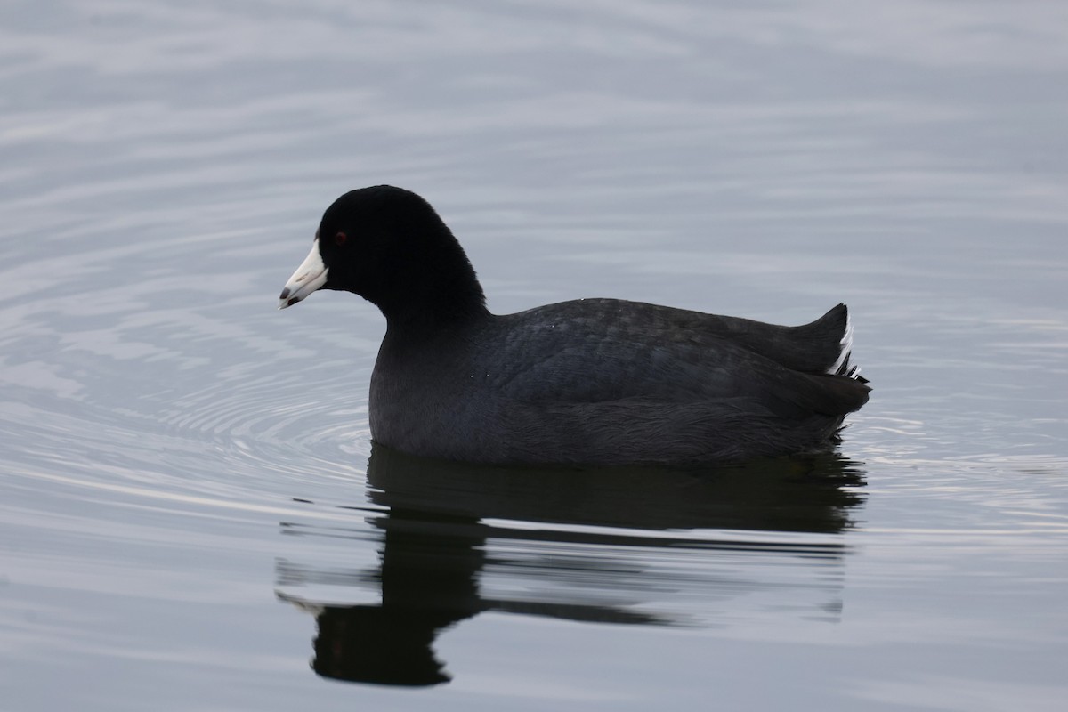 Лиска американська - ML646883135