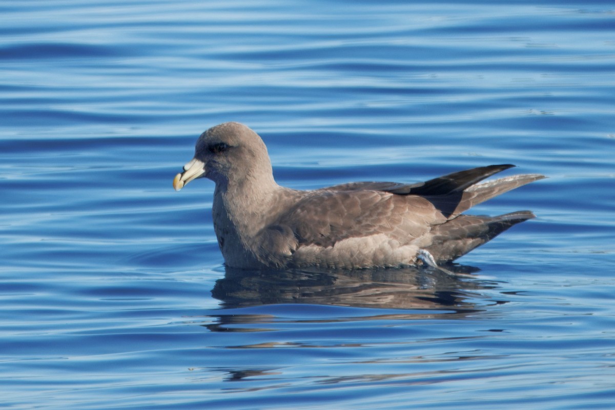 Fulmar Boreal - ML646883136