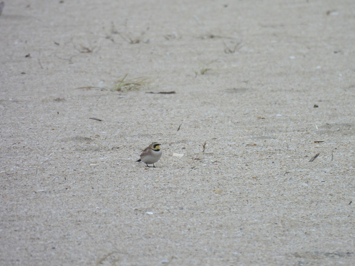 Horned Lark - ML646883138