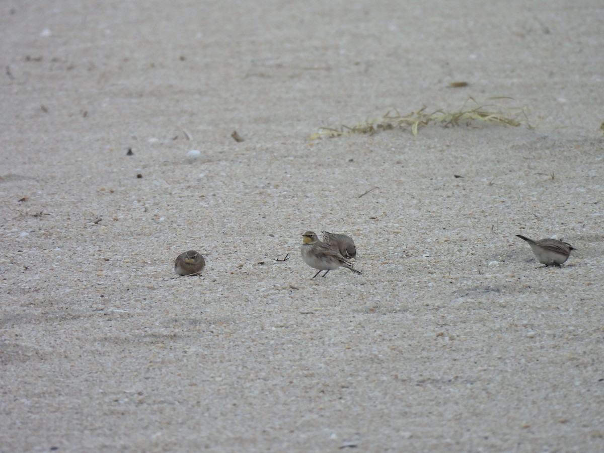 Horned Lark - ML646883139