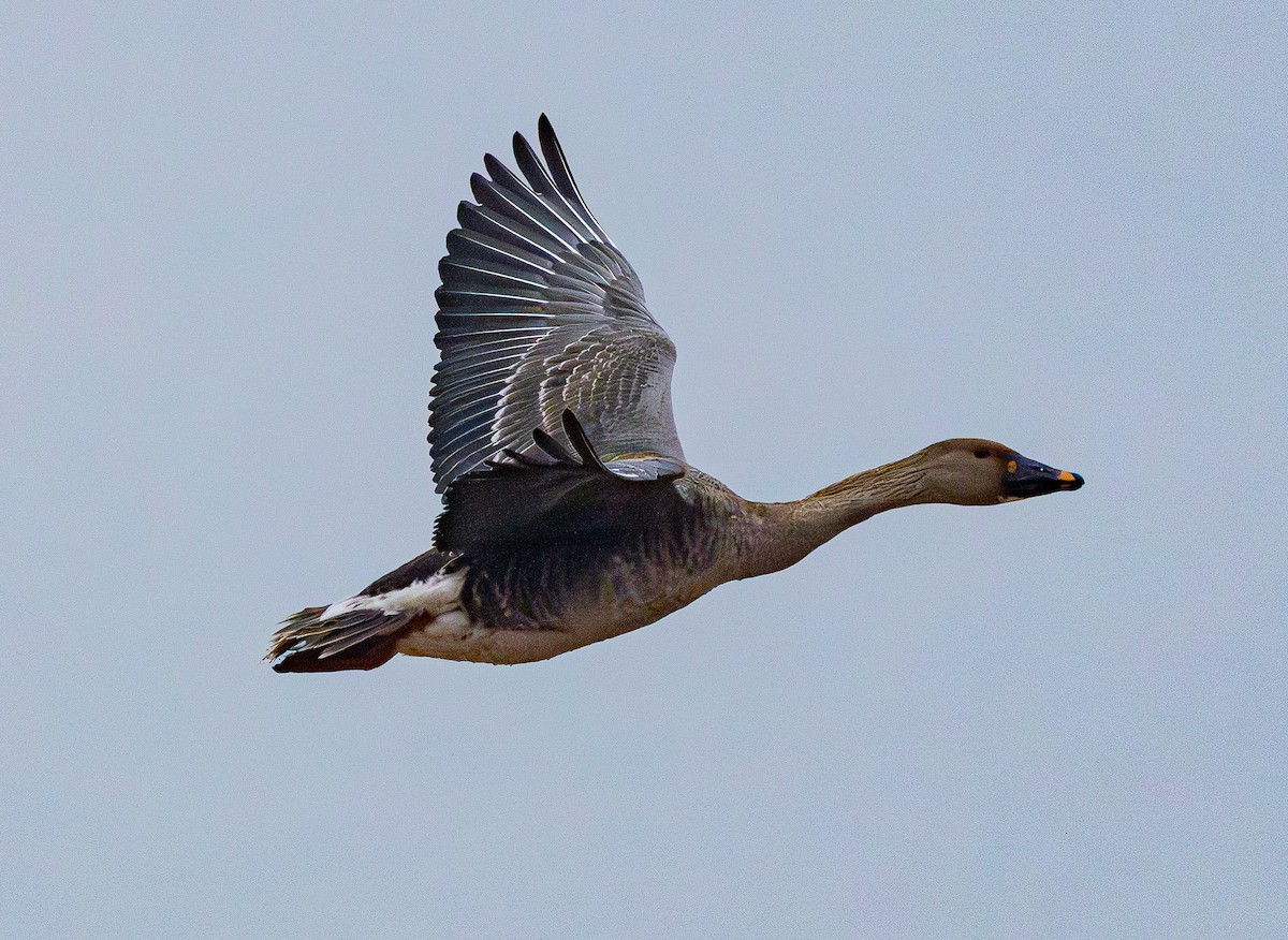 Waldsaatgans - ML646883140