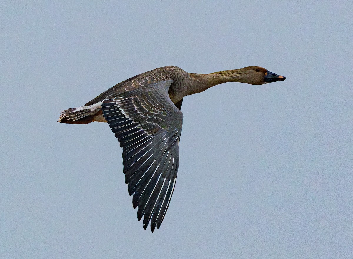 Waldsaatgans - ML646883141