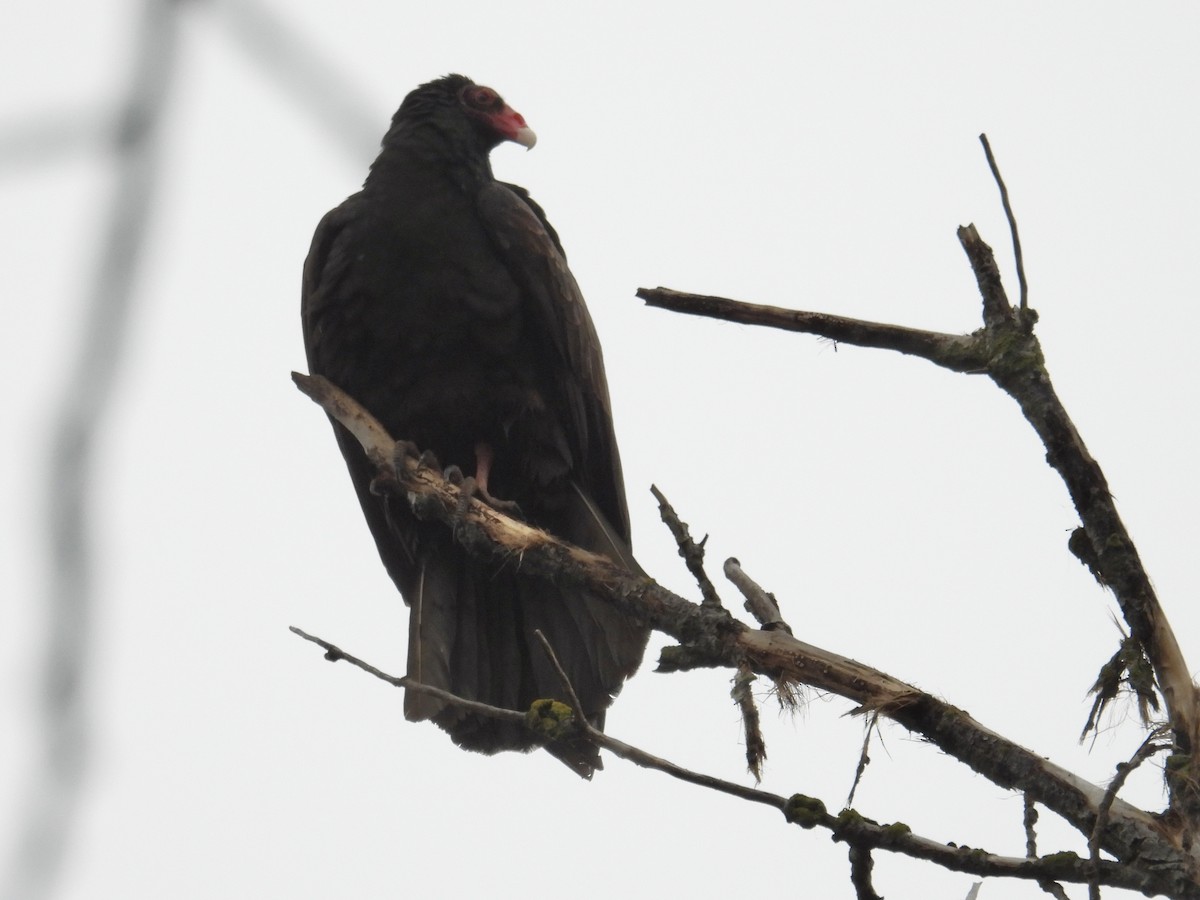 Turkey Vulture - ML646883142