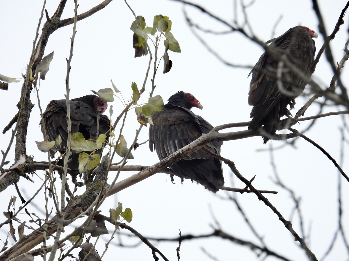 Turkey Vulture - ML646883143