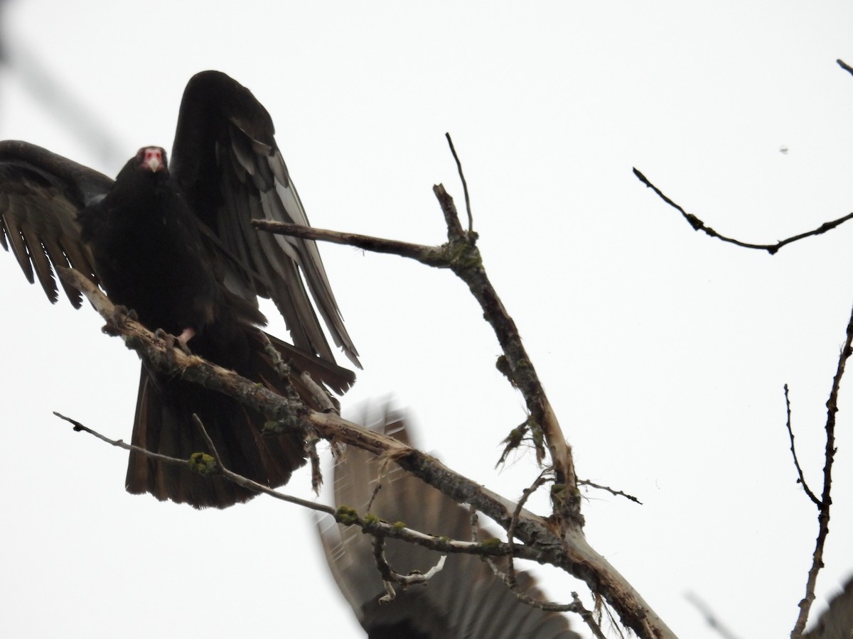 Turkey Vulture - ML646883144
