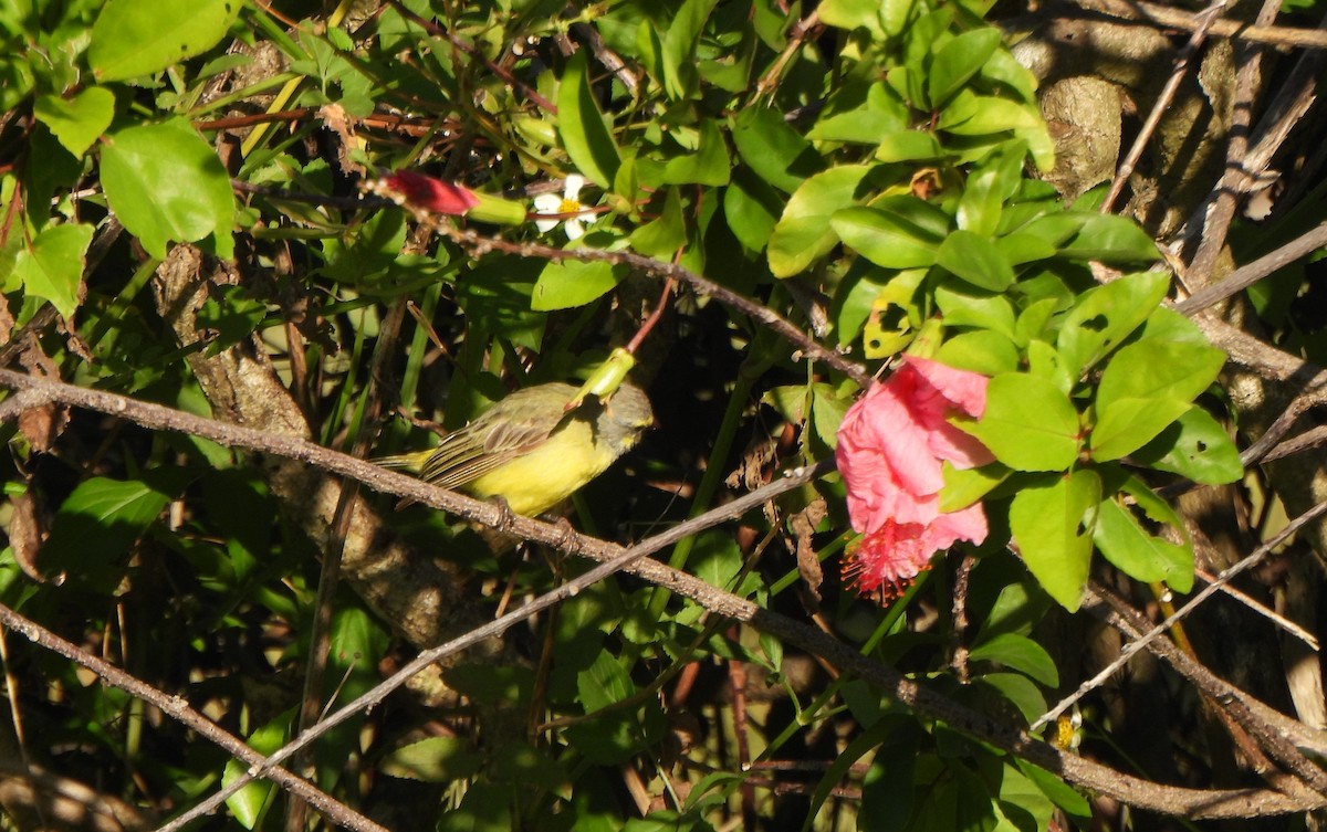 Yellow-fronted Canary - ML646883145