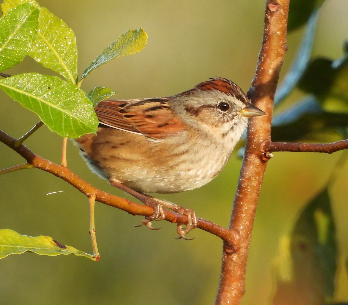 Болотная зонотрихия - ML646883147