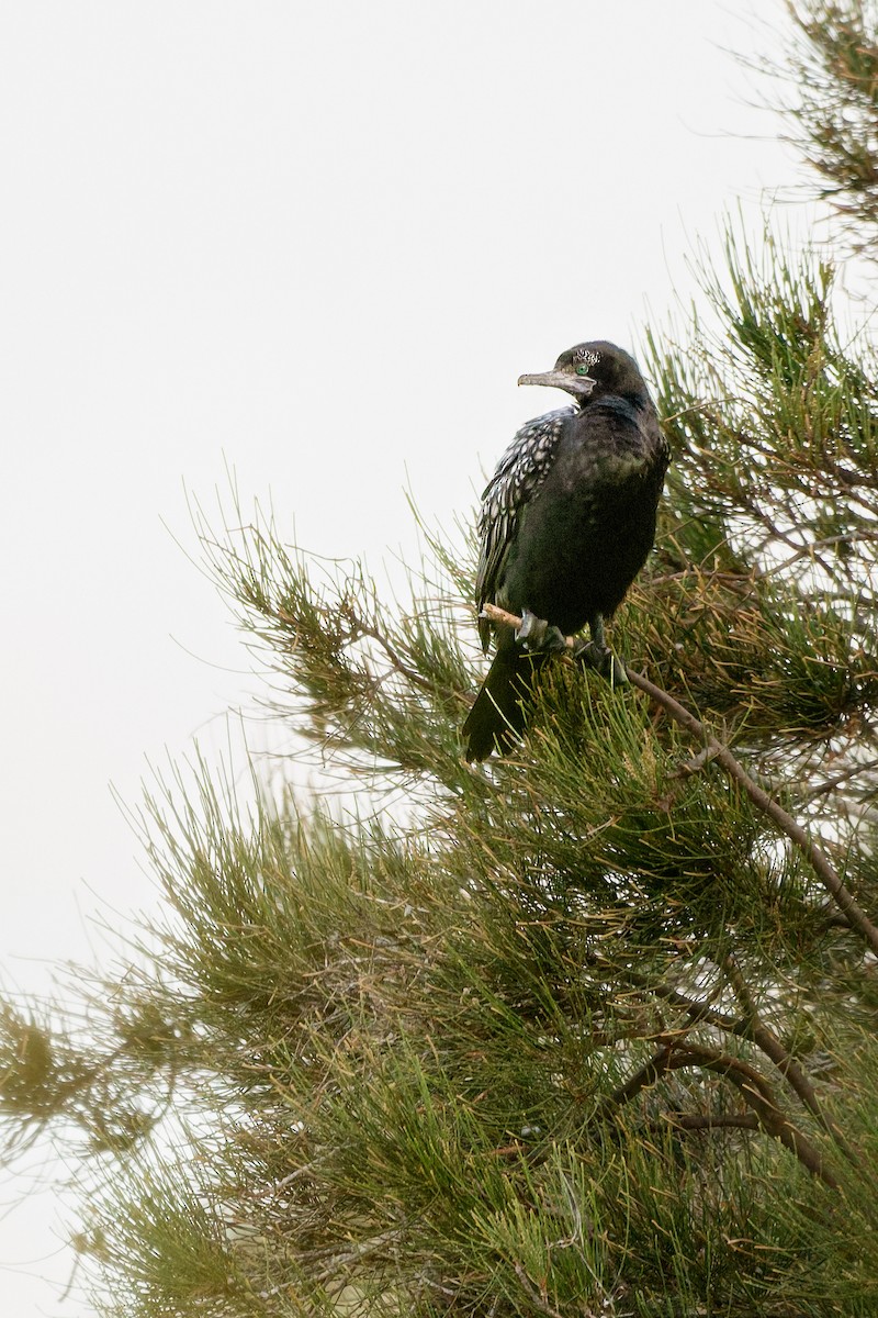 Schwarzscharbe - ML646883148