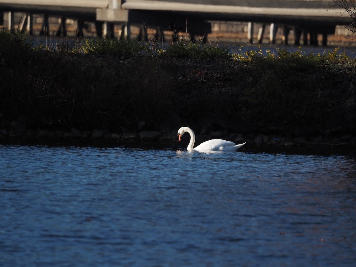 Лебідь-шипун - ML646883149