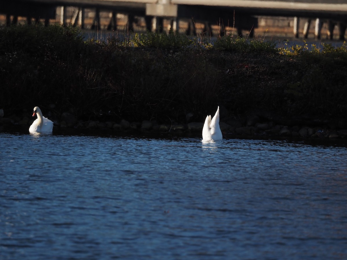 Лебідь-шипун - ML646883150
