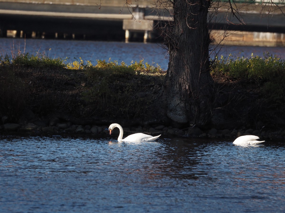 Лебідь-шипун - ML646883151