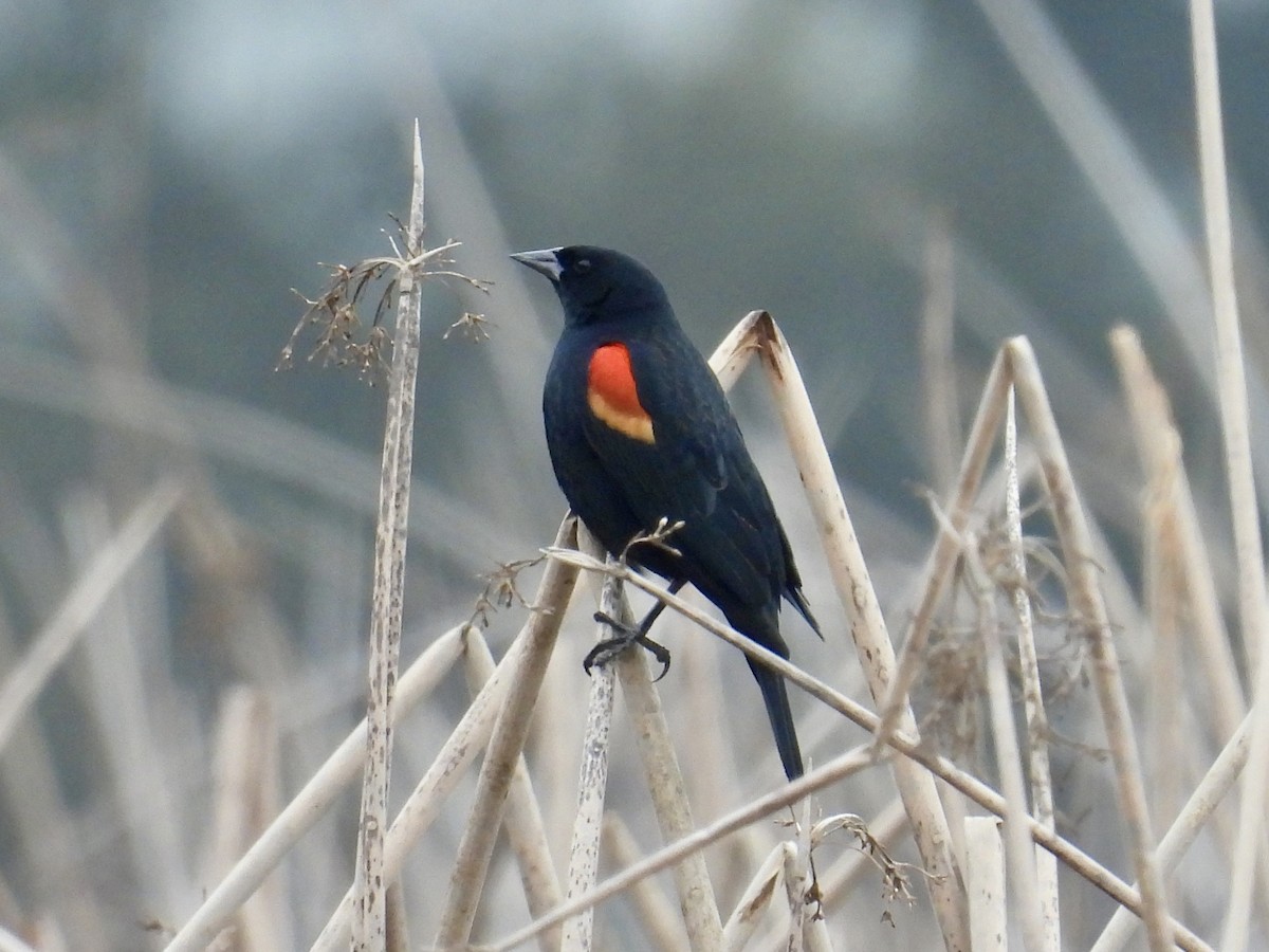 Red-winged Blackbird - ML646883155