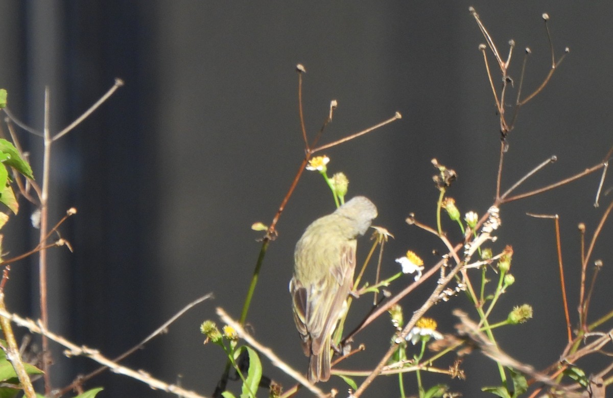Yellow-fronted Canary - ML646883156