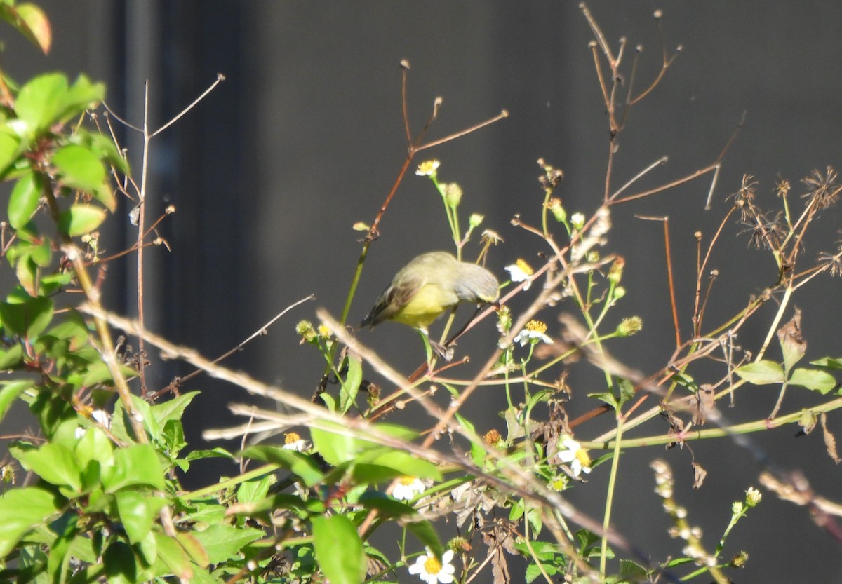 Yellow-fronted Canary - ML646883157