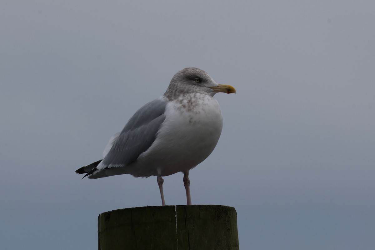 Kaio hauskara amerikarra - ML646883158