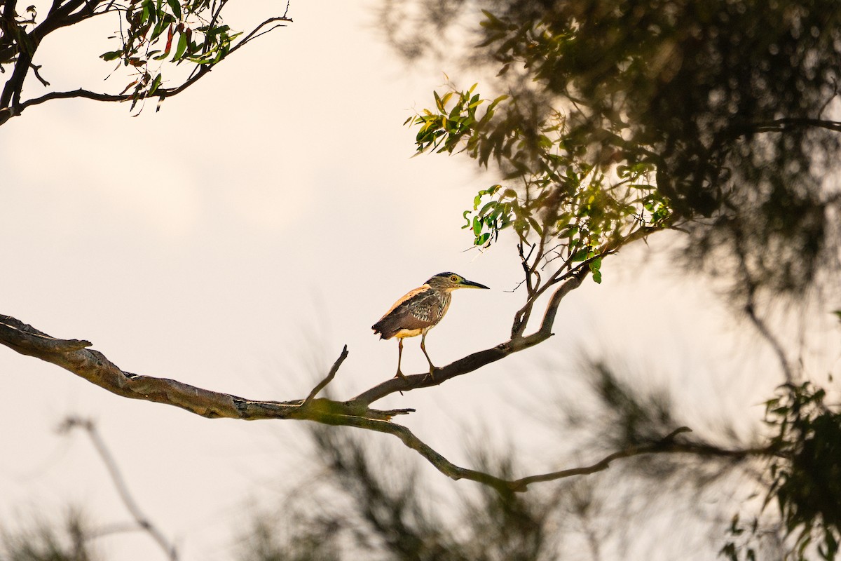 Rotrückenreiher - ML646883160