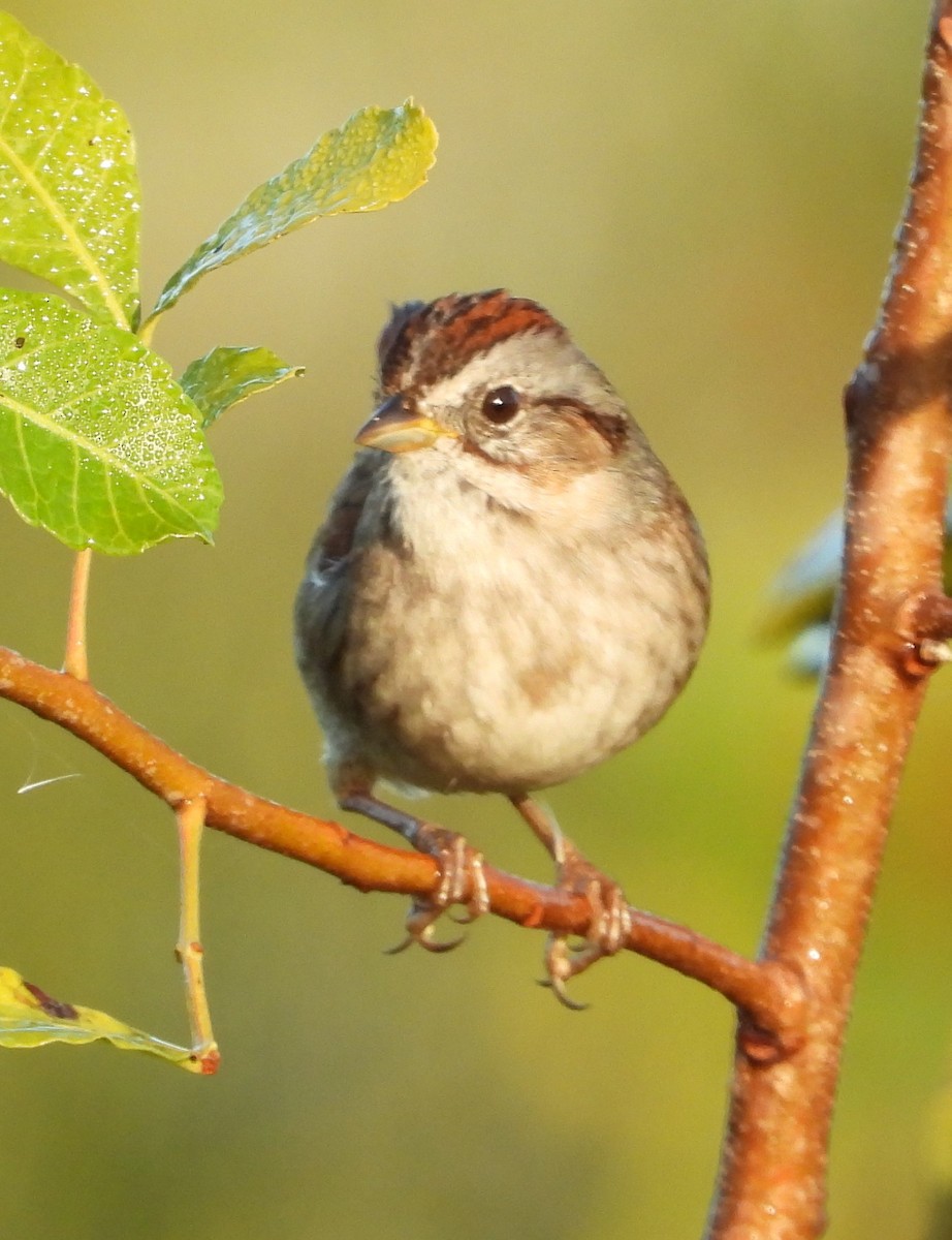 Болотная зонотрихия - ML646883163