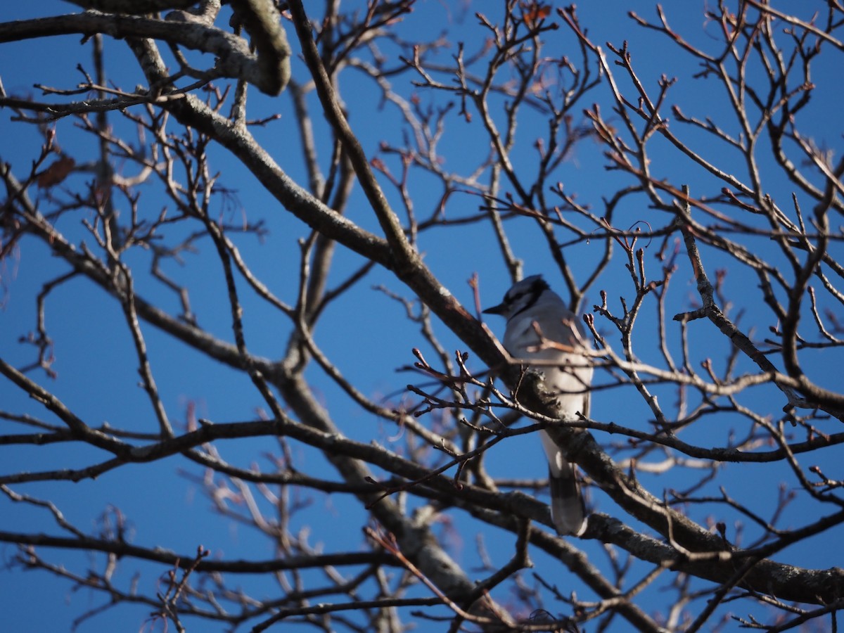 Blue Jay - ML646883166