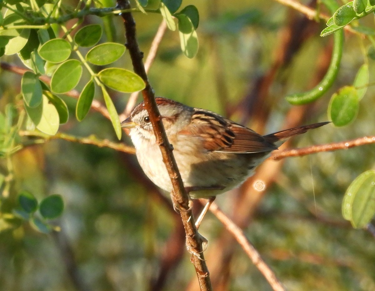 Болотная зонотрихия - ML646883171