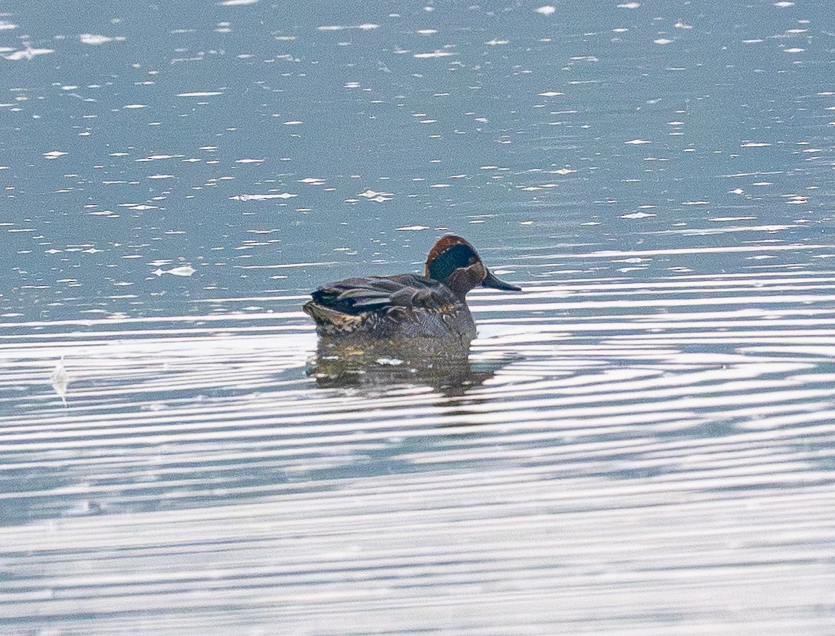 Krickente (crecca) - ML646883172